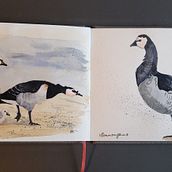 Mein Abschlussprojekt für den Kurs: Naturalistische Aquarellillustration von Vögeln. Projekt z dziedziny Trad, c, jna ilustracja, Malowanie akwarelą, R, sunek realist, czn, Ilustracja naturalist i czna użytkownika Kerstin - 24.03.2024