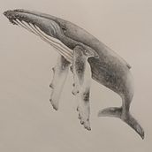 Mi proyecto del curso: Técnicas de ilustración naturalista: ballenas en acuarela . Seni Rupa, Lukisan, Lukisan Cat Air & Ilustrasi Naturalistik proyek oleh Esther Pelayo - 03.24.2024