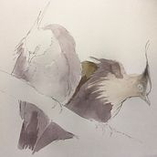 My project for course: Artistic Watercolor Techniques for Illustrating Birds. Traditional illustration, Watercolor Painting, Realistic Drawing, and Naturalistic Illustration project by jumamurphy - 03.25.2024