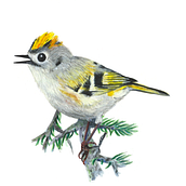 Oiseaux à l'aquarelle . % maela_adam tarafından hazırlanan Geleneksel illüstras, Ve on projesi - 03.25.2024