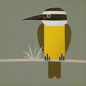 Benteveo. Vector Illustration project by Sandra Grinberg - 03.26.2024