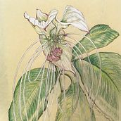 Bat plant. Botanical Illustration project by jumamurphy - 03.26.2024
