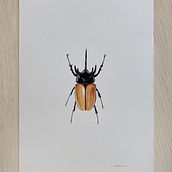 Insetos. Traditional illustration, and Watercolor Painting project by Laura Hauly - 03.26.2024