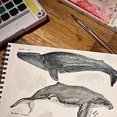 Mi proyecto del curso: Técnicas de ilustración naturalista: ballenas en acuarela. Projekt z dziedziny  Sztuki piękne,  Malarstwo, Malowanie akwarelą, Ilustracja naturalist i czna użytkownika Veronica Ruiz - 27.03.2024
