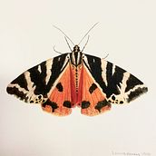 Mariposa. Traditional illustration, and Watercolor Painting project by Laura Hauly - 03.27.2024