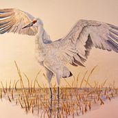 My project for course: Naturalist Bird Illustration with Watercolors  SANDHILL CRANE. Un progetto di Illustrazione tradizionale, Pittura ad acquerello, Disegno realistico e Illustrazione naturalistica di dcranes2damron - 29.03.2024