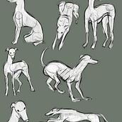 Greyhound Study Ein Projekt aus dem Bereich Animation von Kirsten Miller - 29.03.2024