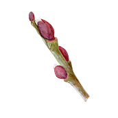 botanical watercolour. Botanical Illustration project by Leonie Thoby - 03.30.2024