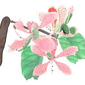 Casco de venado y un amiguito. Un progetto di Illustrazione tradizionale, Pittura e Pittura ad acquerello di Monica Palma - 31.03.2024