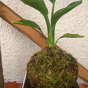 Mi proyecto del curso: Kokedamas: crea macetas naturales de musgo. Een project van Craft, Interieurontwerp, L, scaping,  Interieurdecoratie, DIY y Bloem- en plantenschikken van Noelia - 31.03.2024