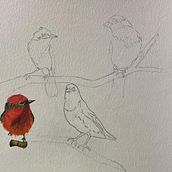 Mi proyecto del curso: Acuarela artística para ilustración de aves. Traditional illustration, Watercolor Painting, Realistic Drawing, and Naturalistic Illustration project by lucitg98_tg - 04.02.2024