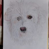 Mi proyecto del curso: Retratos de Mascotas en Lápices de Colores. Traditional illustration, and Naturalistic Illustration project by Marta Rodríguez - 04.03.2024