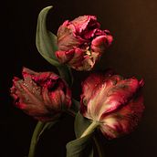 Dutch Master Inspired. Un proyecto de Fotografía, Diseño de iluminación, Post-producción fotográfica		, Bocetado, Creatividad, Iluminación fotográfica, Fotografía de estudio, Fotografía digital, Fotografía artística, Instagram e Ilustración botánica de Leah McLean - 04.04.2024