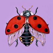 Dibujando insectos. Un proyecto de Ilustración tradicional, Bellas Artes e Ilustración digital de Marcela Matute - 05.04.2024