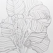 Line drawing of a prayer plant. Traditional illustration project by Claudia Smaletz - 04.04.2024