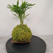 Mój projekt z kursu: Kokedama: tworzenie naturalnych doniczek z mchu. Un projet de Art floral et végétal, Artisanat, Design d'intérieur, Pa, sagisme, Décoration , et DIY de agata_kwartnik - 06.04.2024