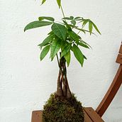 Mi proyecto del curso: Kokedamas: crea macetas naturales de musgo. Arts, Crafts, Interior Design, L, scape Architecture, Decoration, DIY, Floral, and Plant Design project by adalbertbrugui - 04.06.2024