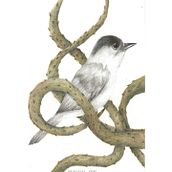 Il mio progetto del corso: Illustrazione surrealista ispirata alla natura. Traditional illustration, Pencil Drawing, Drawing, Artistic Drawing, Naturalistic Illustration, and Colored Pencil Drawing project by Chiara Diana - 04.06.2024