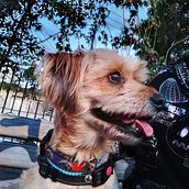 Mi proyecto del curso: Fotografía lifestyle de perros. Photograph, Portrait Photograph, Instagram Photograph, Documentar, Photograph, Lifest, and le Photograph project by Gloria Lorena Santos Aguilera - 04.09.2024