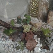 Mi proyecto del curso: Arte vegetal: crea tu propio terrario abierto. Interior Design, L, scape Architecture, Decoration, DIY, Floral, and Plant Design project by Nancy Garcia - 04.10.2024