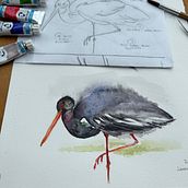 Meu projeto do curso: Aquarela naturalista com expressão e personalidade. Traditional illustration, Watercolor Painting, and Naturalistic Illustration project by Maristela Comparsi - 04.10.2024