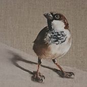 My project for course: Classical Oil Painting for Naturalist Bird Portraiture. Fine Arts, Painting, Oil Painting, and Naturalistic Illustration project by bridie_2 - 04.11.2024