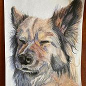 My project for course: Pet Portraits in Colored Pencils. Traditional illustration, and Naturalistic Illustration project by Louise Sumner - 04.11.2024