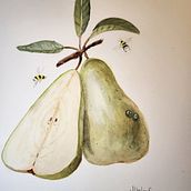 My project for course: Realistic Botanical Illustration: Escape to Nature. Pintura, Pintura em aquarela, Ilustração botânica e Ilustração naturalista projeto de Judith Umlauf - 12.04.2024