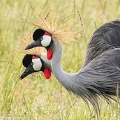 Grey Crowned Crane , from a Safari in Masai Mara, Kenya, 2023. Fotografia projeto de mowaffakmsaad - 12.04.2024
