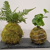 kokedama. Un projet de Pa , et sagisme de agata_kwartnik - 12.04.2024