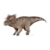 Ceratopsidae. Een project van Traditionele illustratie, Digitale illustratie y Redactionele illustratie van BioPicture Studio - 13.04.2024