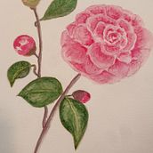 Mon projet du cours : Illustration botanique à l’aquarelle. Traditional illustration, Fine Arts, Painting, Drawing, Watercolor Painting, and Botanical Illustration project by cerezo_michele - 04.13.2024