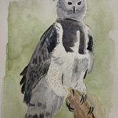 Aguila Arpia. Traditional illustration, and Watercolor Painting project by Ana Lorena Zamora López - 04.17.2024