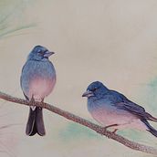 Mi proyecto del curso: Acuarela artística para ilustración de aves. Traditional illustration, Watercolor Painting, Realistic Drawing, and Naturalistic Illustration project by Ezequiel Ramírez - 04.17.2024