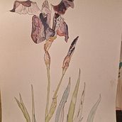 My project for course: Botanical Sketchbooking: A Meditative Approach Ein Projekt aus dem Bereich Sketchbook von alexandre_dhdl - 18.04.2024