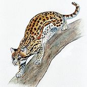 Ocelot. Traditional illustration project by nanetteatienza - 04.19.2024