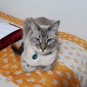 Mi Gato Zeus. Creative Writing project by Tatyana Magali - 04.20.2024