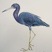 Mon projet du cours : Illustration naturaliste d'oiseaux à l'aquarelle. Traditional illustration, Watercolor Painting, Realistic Drawing, and Naturalistic Illustration project by Marie Dubois - 03.21.2024