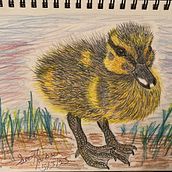 Ducklings and Goslings. Un proyecto de Bocetado, Dibujo a lápiz, Dibujo y Dibujo realista de Scott Jackson - 22.04.2024