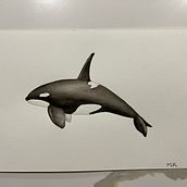 My project for course: Naturalist Illustration Techniques: Whales in Watercolor. Un progetto di Belle arti, Pittura, Pittura ad acquerello e Illustrazione naturalistica di mlreback - 09.04.2024