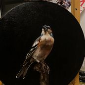 Mi proyecto del curso: Pintura al óleo para retrato naturalista de aves. Fine Arts, Painting, Oil Painting, and Naturalistic Illustration project by Maria Trucco - 09.01.2022