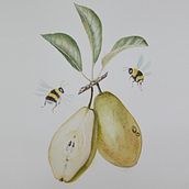 Mijn project van de cursus: Realistisch botanisch illustreren: vind je toevlucht in de natuur. Un proyecto de Pintura, Pintura a la acuarela, Ilustración botánica e Ilustración naturalista				 de Anita van de Klashorst - 01.05.2024