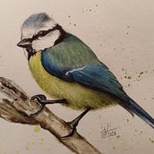 Mon projet du cours : Illustration naturaliste d'oiseaux à l'aquarelle MESANGE. Traditional illustration, Watercolor Painting, Realistic Drawing, and Naturalistic Illustration project by Valérie Courtois - 05.01.2024