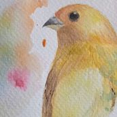 Meu projeto do curso: Técnicas expressivas de aquarela para ilustração de pássaros. Ilustração tradicional, Pintura em aquarela, Desenho realista e Ilustração naturalista projeto de Nayara Guimarães - 02.05.2024