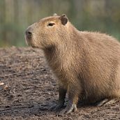 Advogado raiz x nutella. Advertising, Marketing, Cop, writing, Creativit, and Content Writing project by inayabm - 05.02.2024