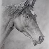 Mon projet du cours : Images réalistes de la faune au crayon graphite. Fine Arts, Pencil Drawing, Drawing, Realistic Drawing, and Naturalistic Illustration project by alain Masset - 05.04.2024