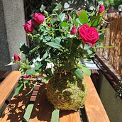 Mi proyecto del curso: Kokedamas: crea macetas naturales de musgo. Arts, Crafts, Interior Design, Decoration, DIY, Floral, and Plant Design project by alba_boixt - 05.05.2024