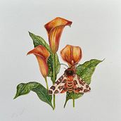 My project for course: Naturalistic Illustration in Watercolor and Gouache. Fine Arts, Painting, Watercolor Painting, Botanical Illustration, Naturalistic Illustration, and Gouache Painting project by Sylvia Strauss - 05.05.2024