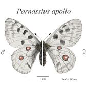 Parnassius apollo. Fine Arts, Digital Illustration, Realistic Drawing, Artistic Drawing, and Naturalistic Illustration project by btrizg - 12.03.2023