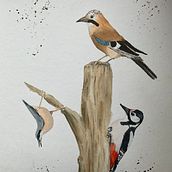 Mein Abschlussprojekt für den Kurs: Waldvögel am toten Baumstamm. Un projet de Illustration traditionnelle, Aquarelle, Dessin réaliste et Illustration naturaliste de b.tschuppert - 07.05.2024